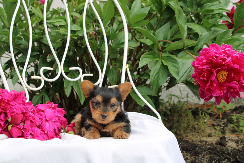 puppy, for, sale, Yorkshire Terrier, Matthew B. Stoltzfus, dog, breeder, Gap, PA, dog-breeder, puppy-for-sale, forsale, nearby, find, puppyfind, locator, puppylocator, aca